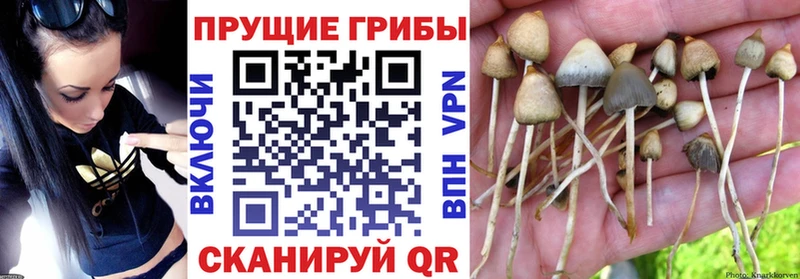 Псилоцибиновые грибы Psilocybine cubensis  что такое   Лодейное Поле 